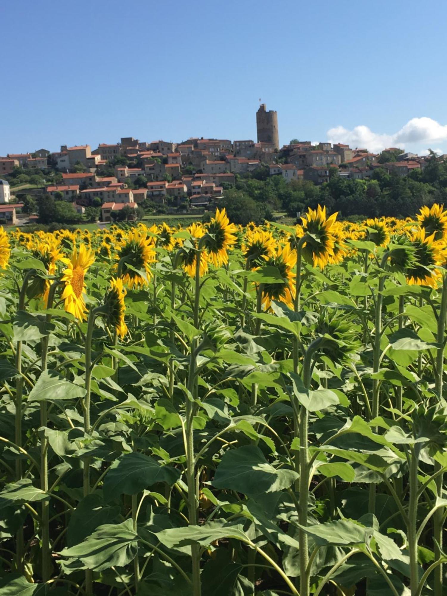 La Charmeraie Montpeyroux  Bagian luar foto